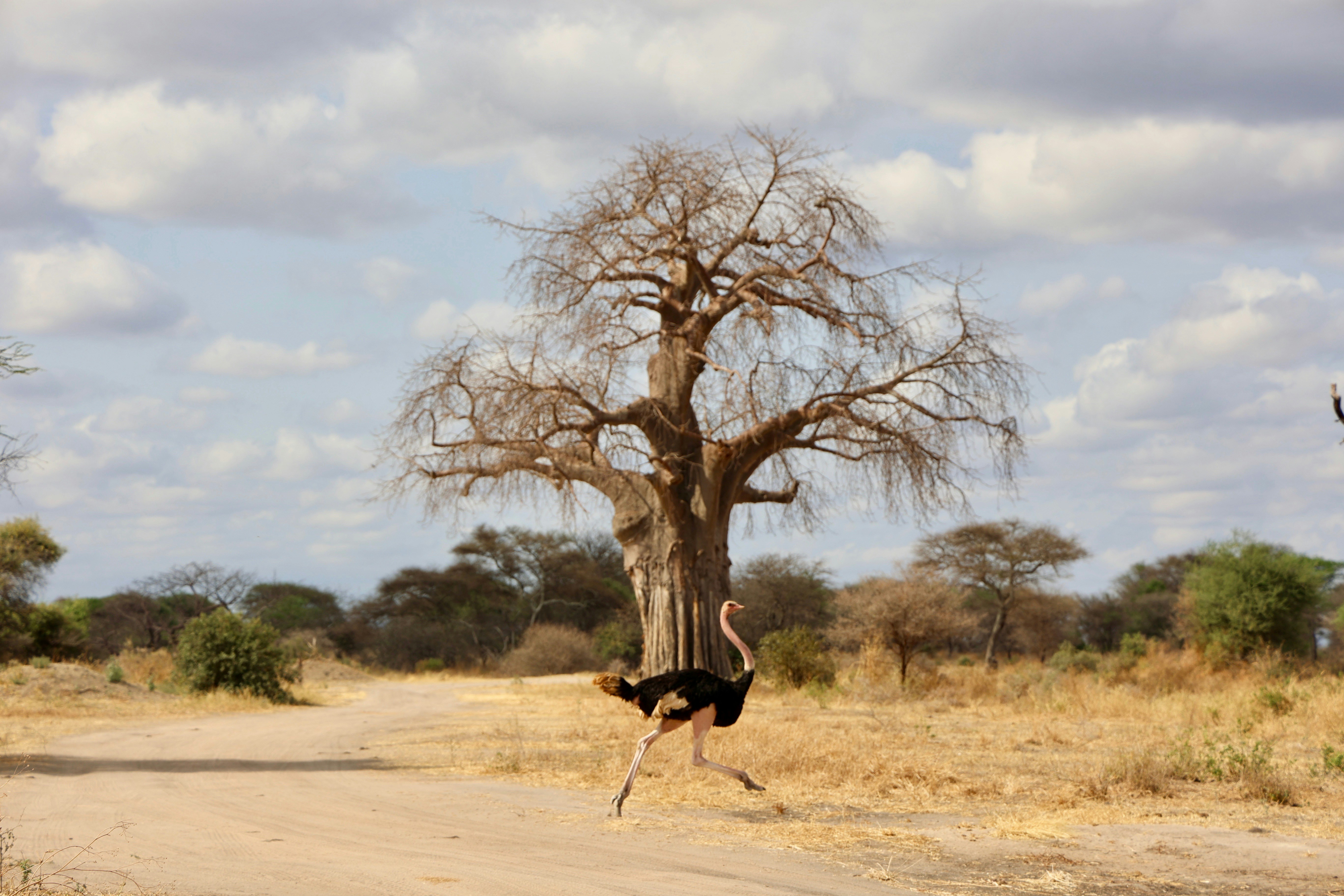 Safari camp