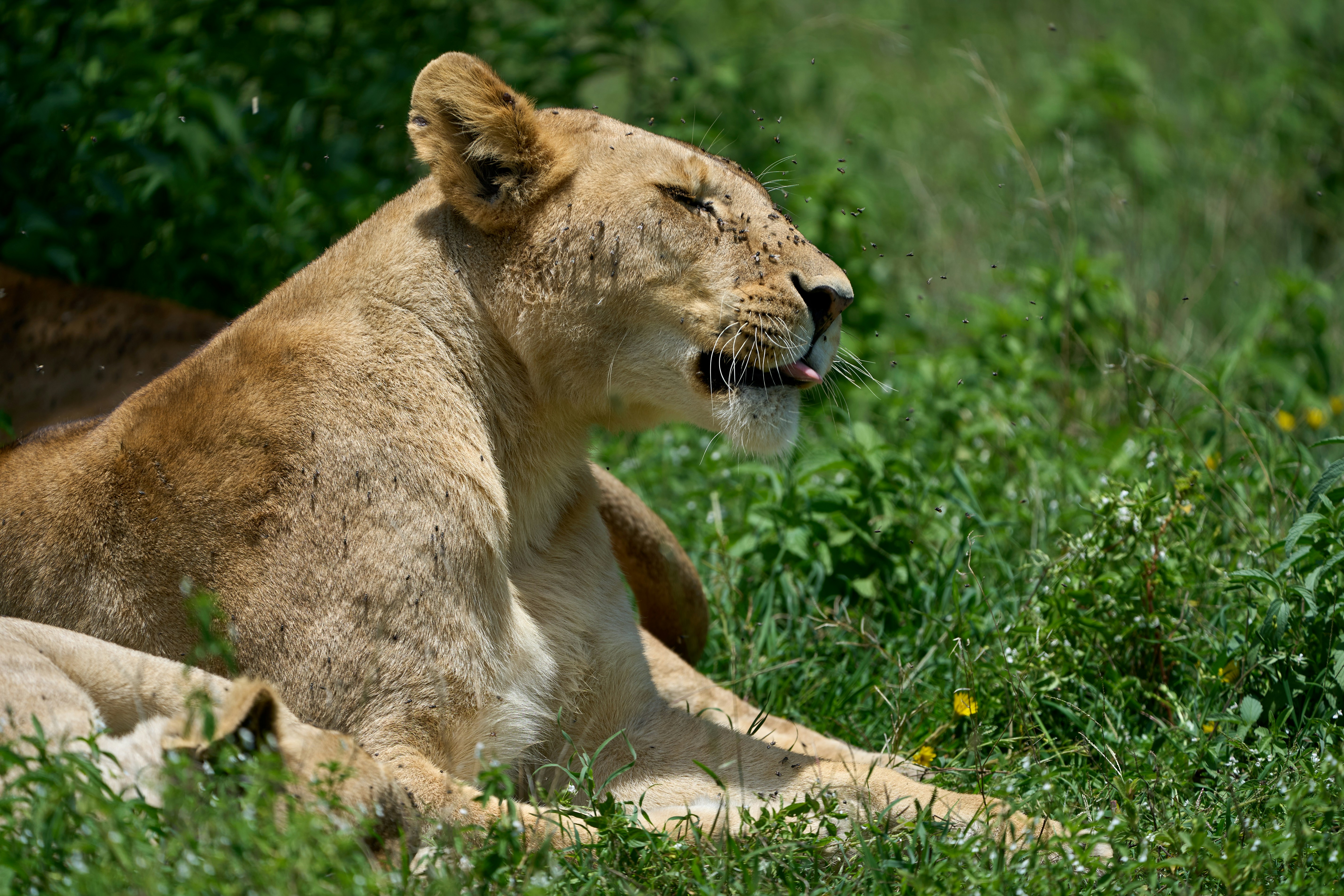 Wildlife in the crater