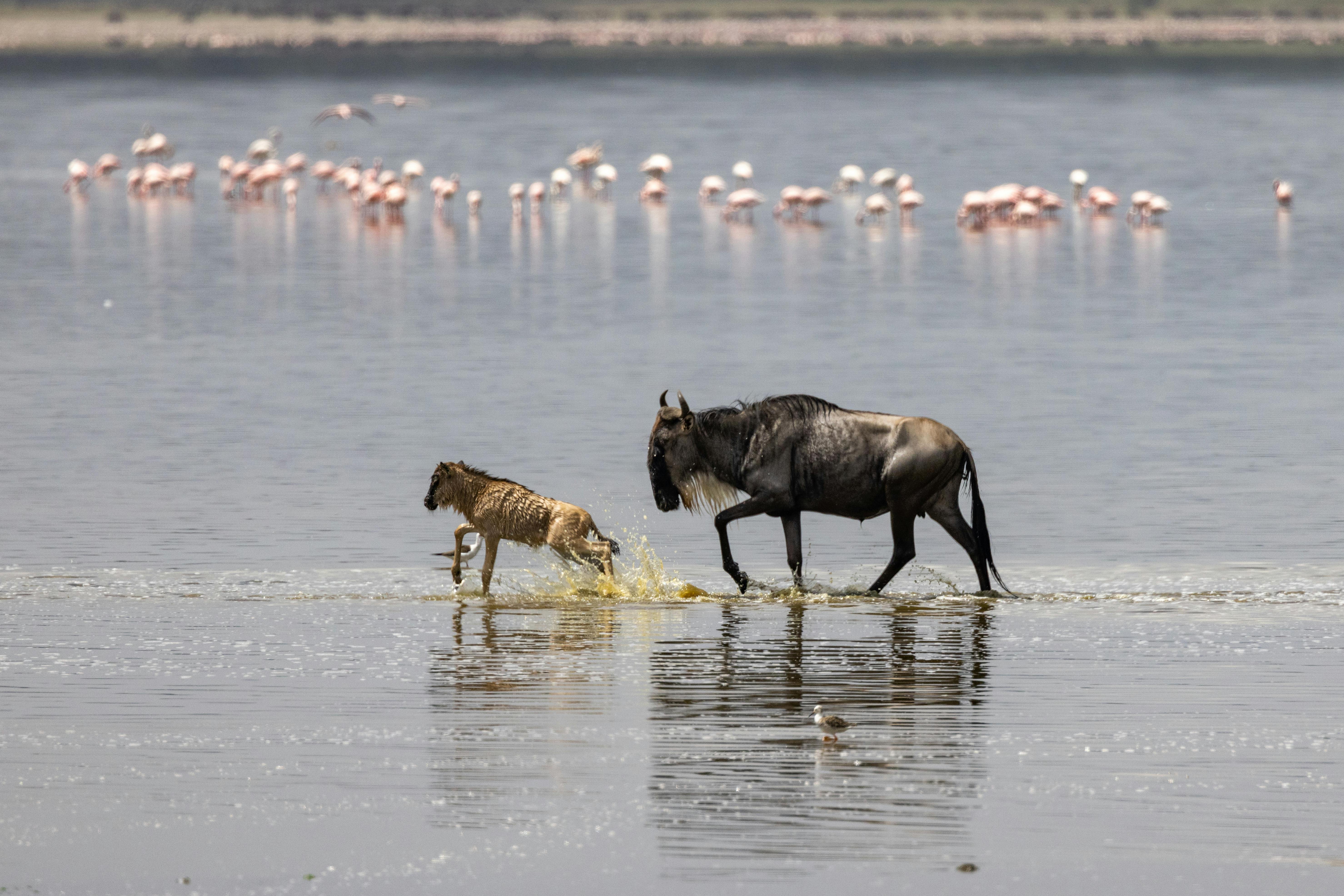 Kenya Safari