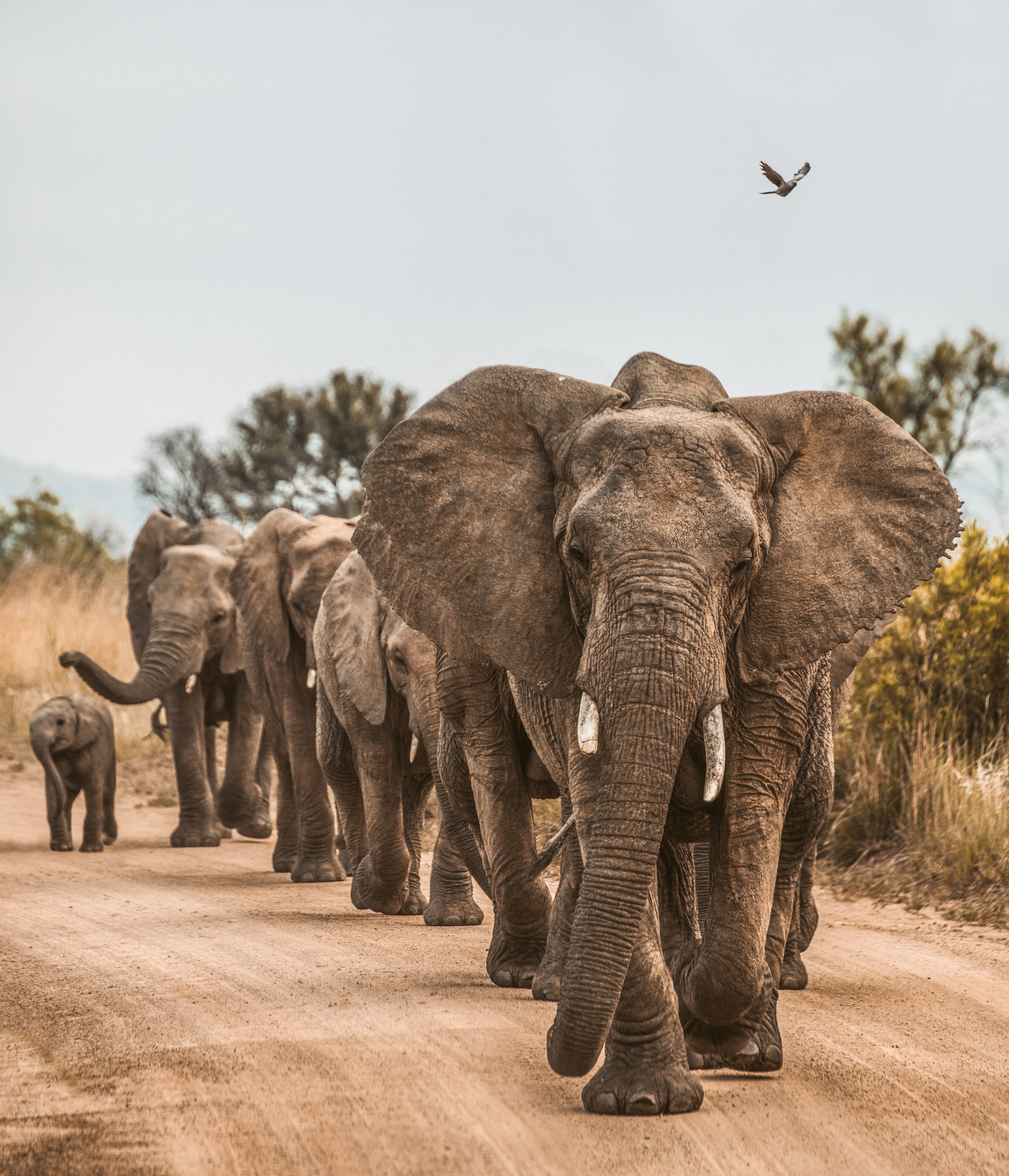 Amboseli landscape