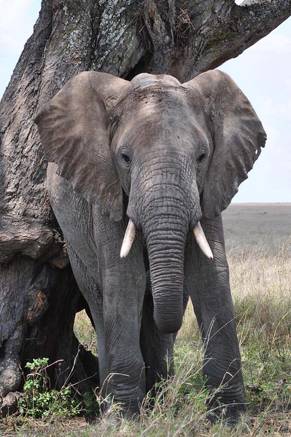 Ruaha wilderness